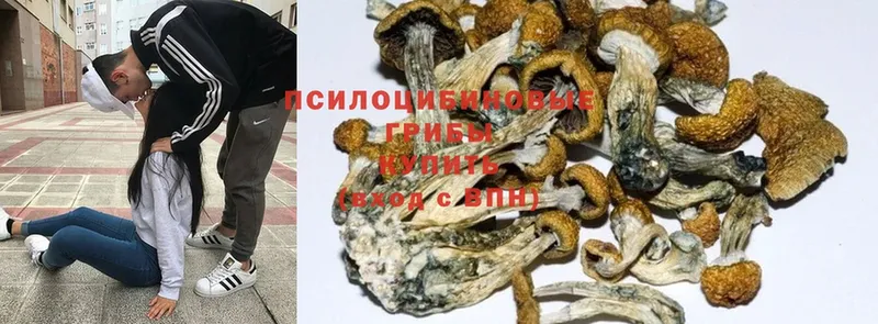 Псилоцибиновые грибы Psilocybine cubensis  ОМГ ОМГ зеркало  Стрежевой 